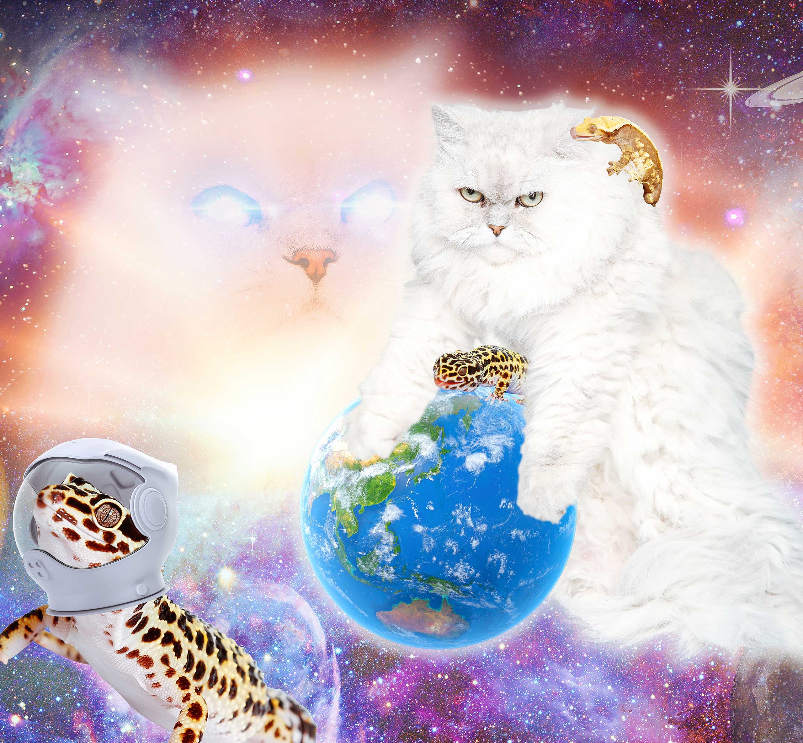 beattitude. 비애티튜드. glaour shot,글래머샷, cat, 고양이, 밈, meme, stereotype, 스테레오타입