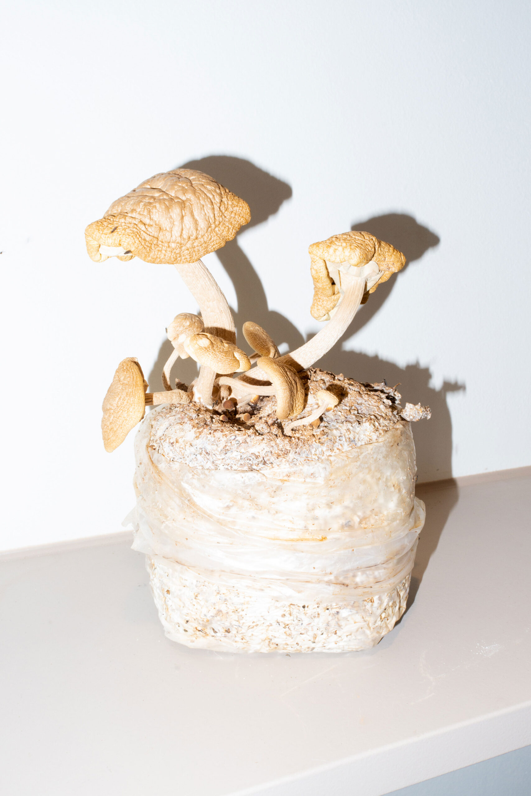 letari, 르타리, 버섯, 오가닉, 성수역, 후무스샌드위치