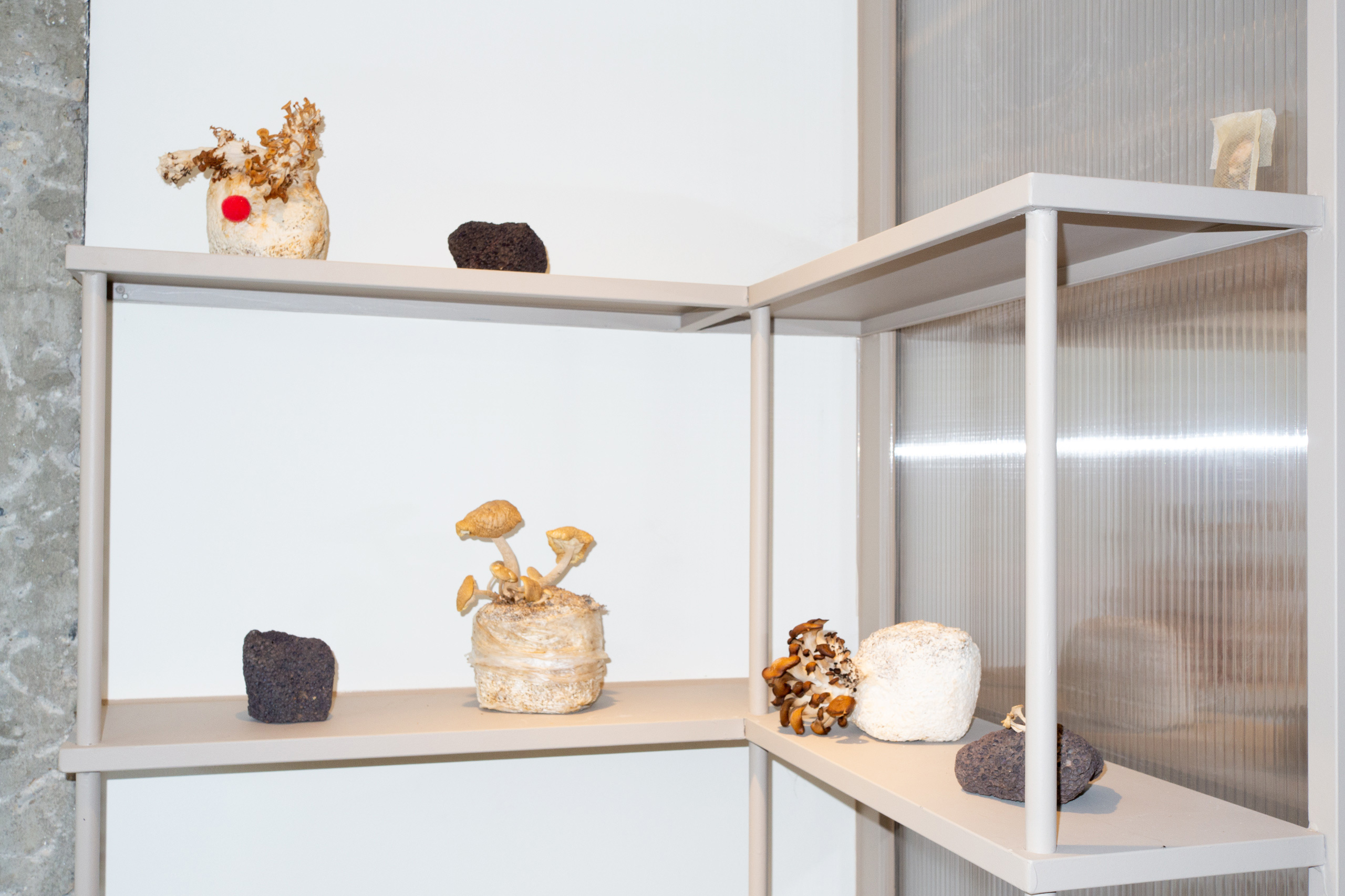 letari, 르타리, 버섯, 오가닉, 성수역, 후무스샌드위치