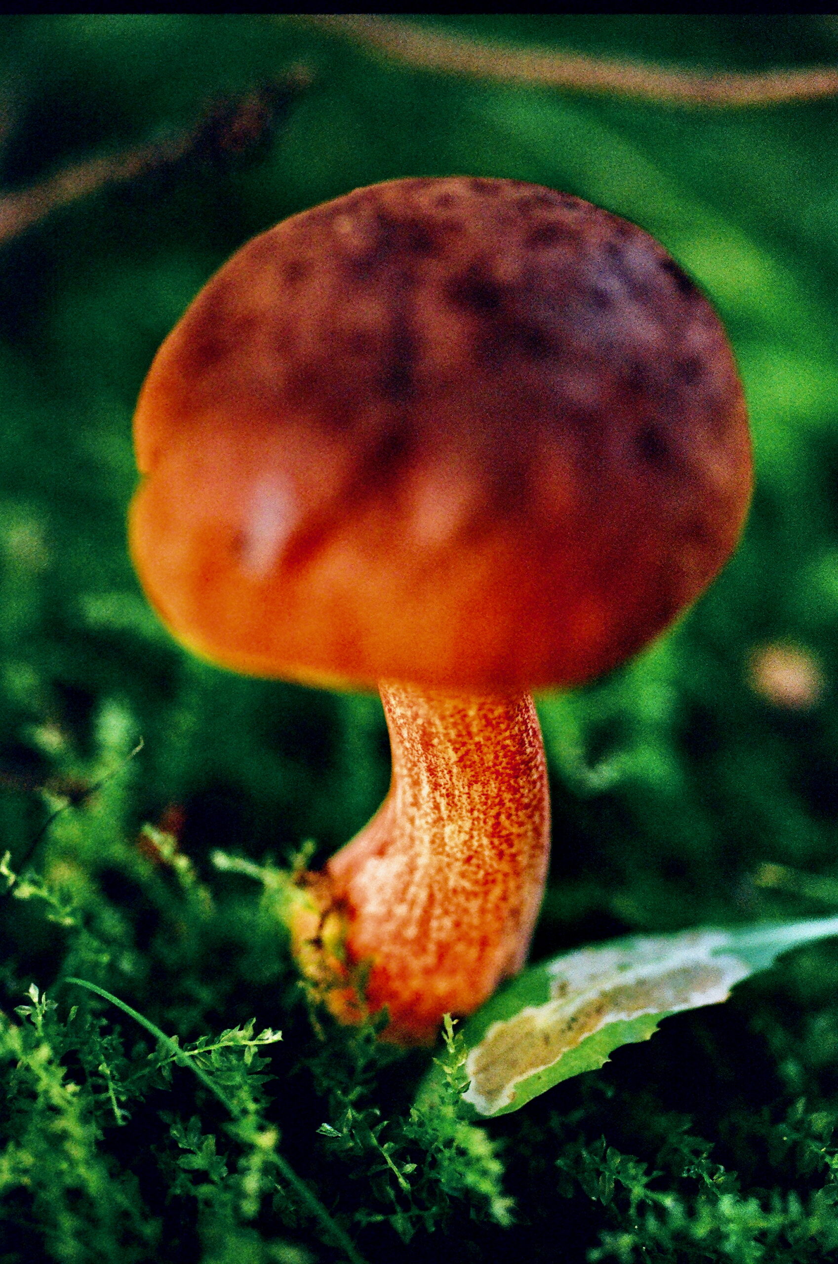 mushroom, 2024, 한국의 버섯 시리즈-4