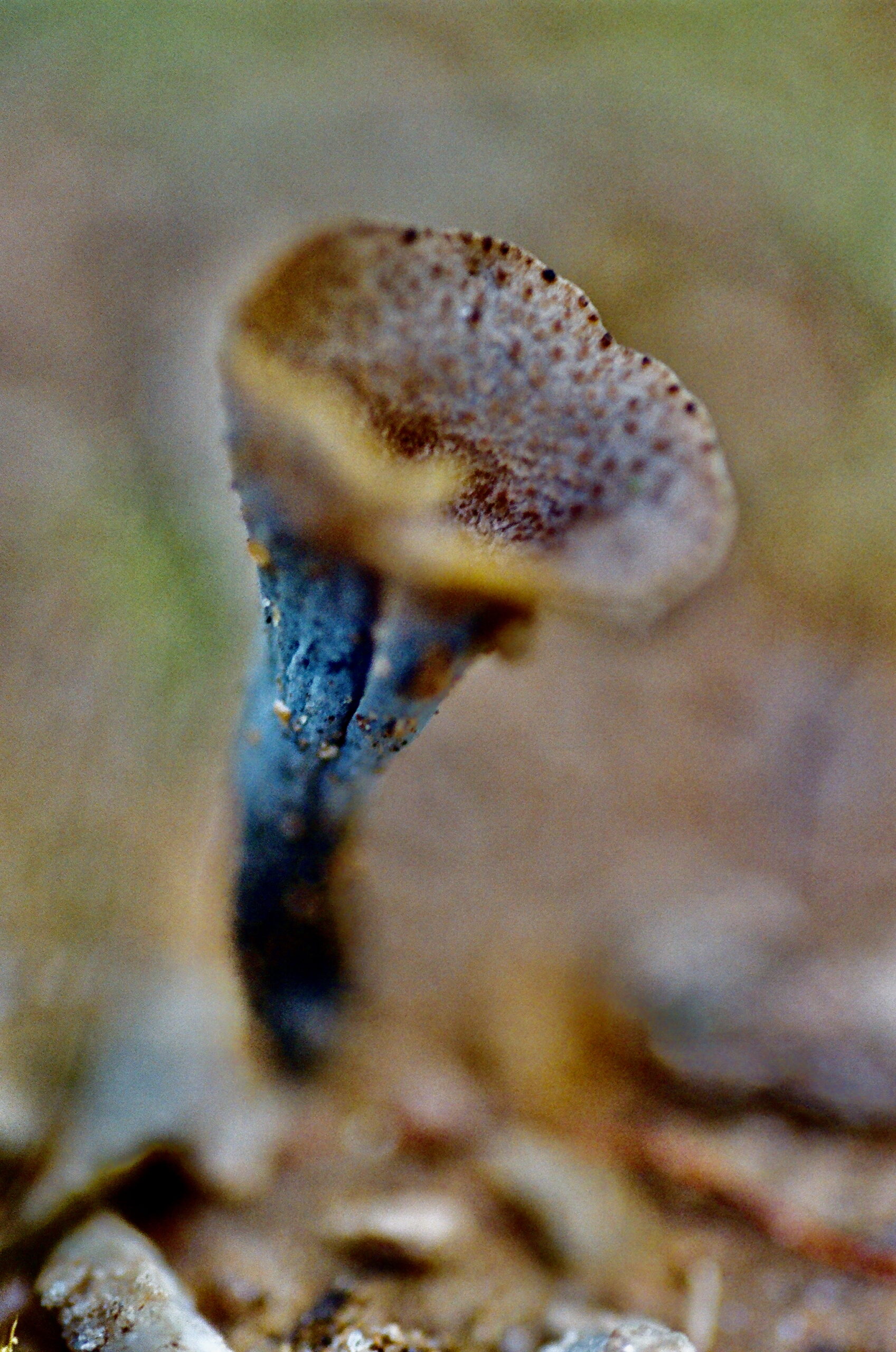 mushroom, 2024, 한국의 버섯 시리즈-2