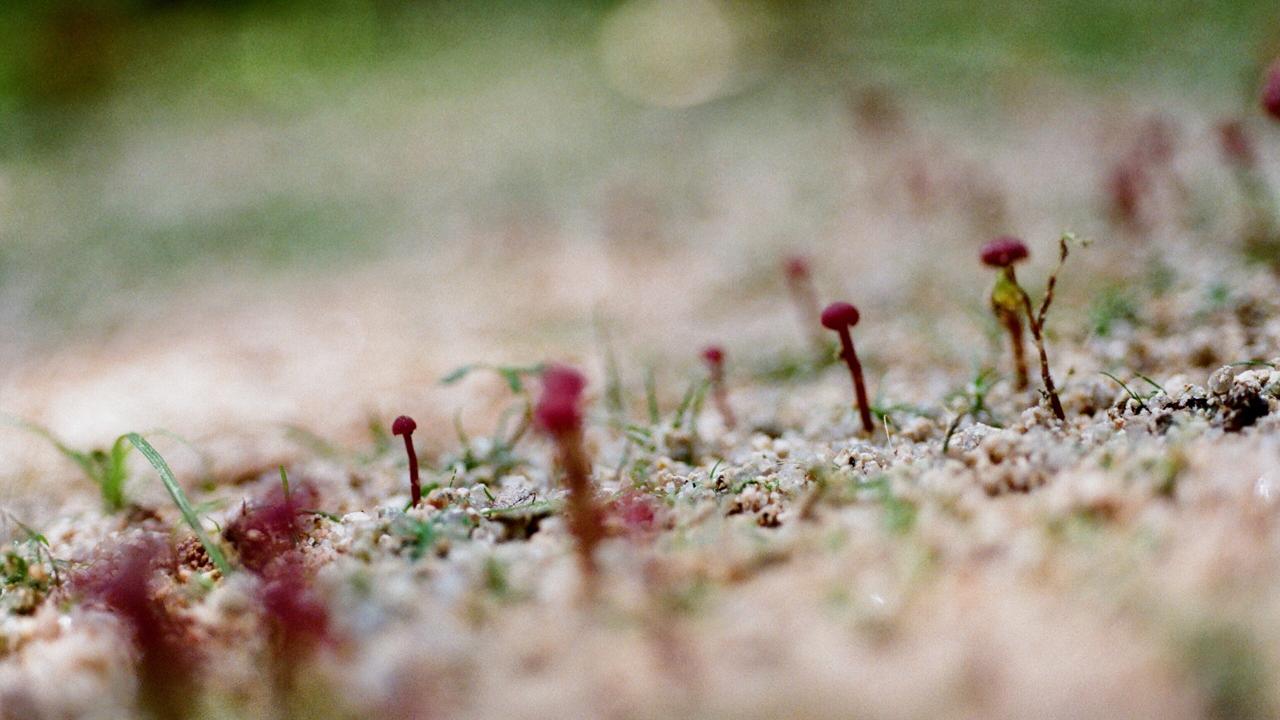 mushroom, 2024, 한국의 버섯 시리즈-3
