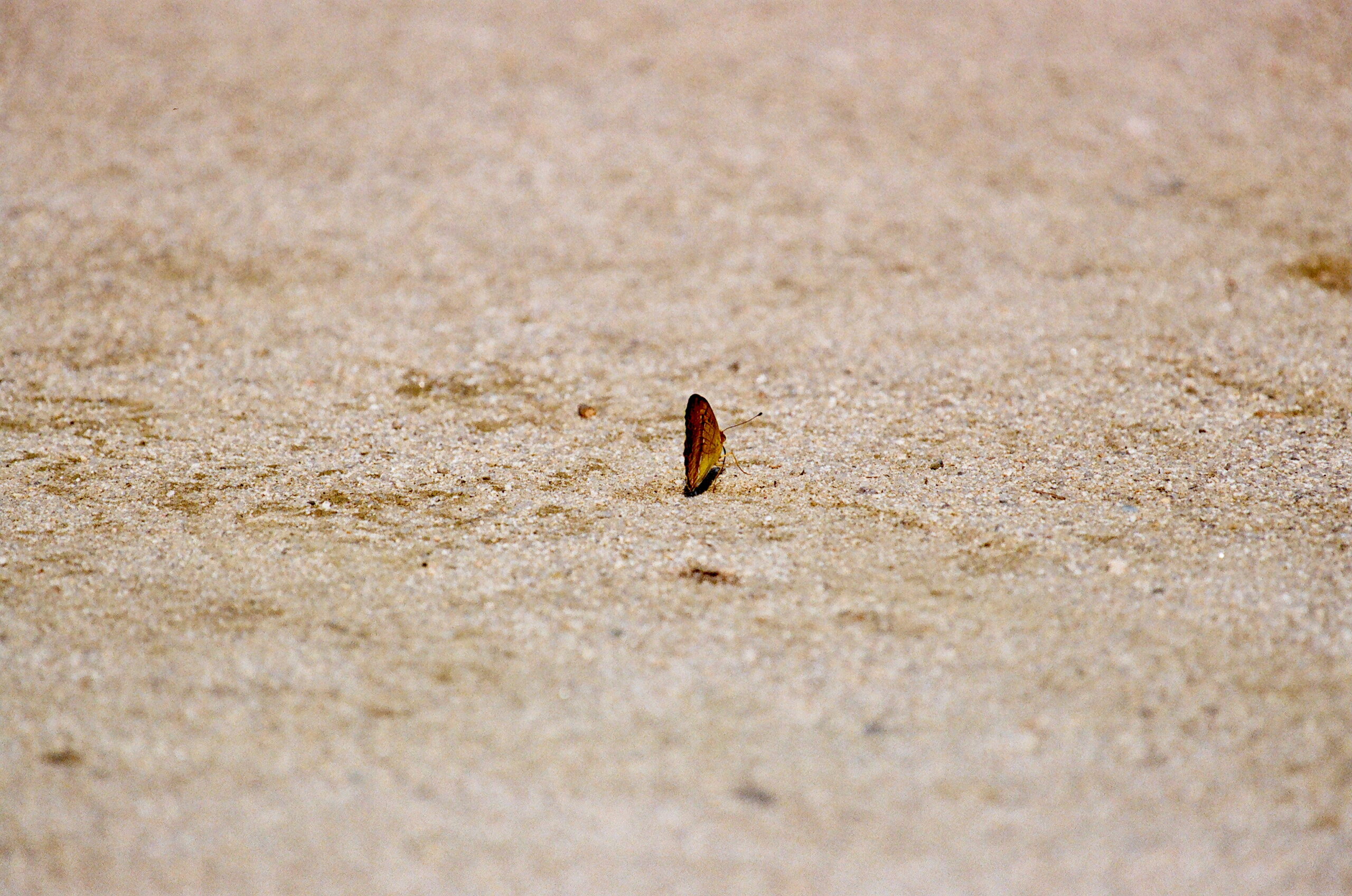 butterfly, 2024
