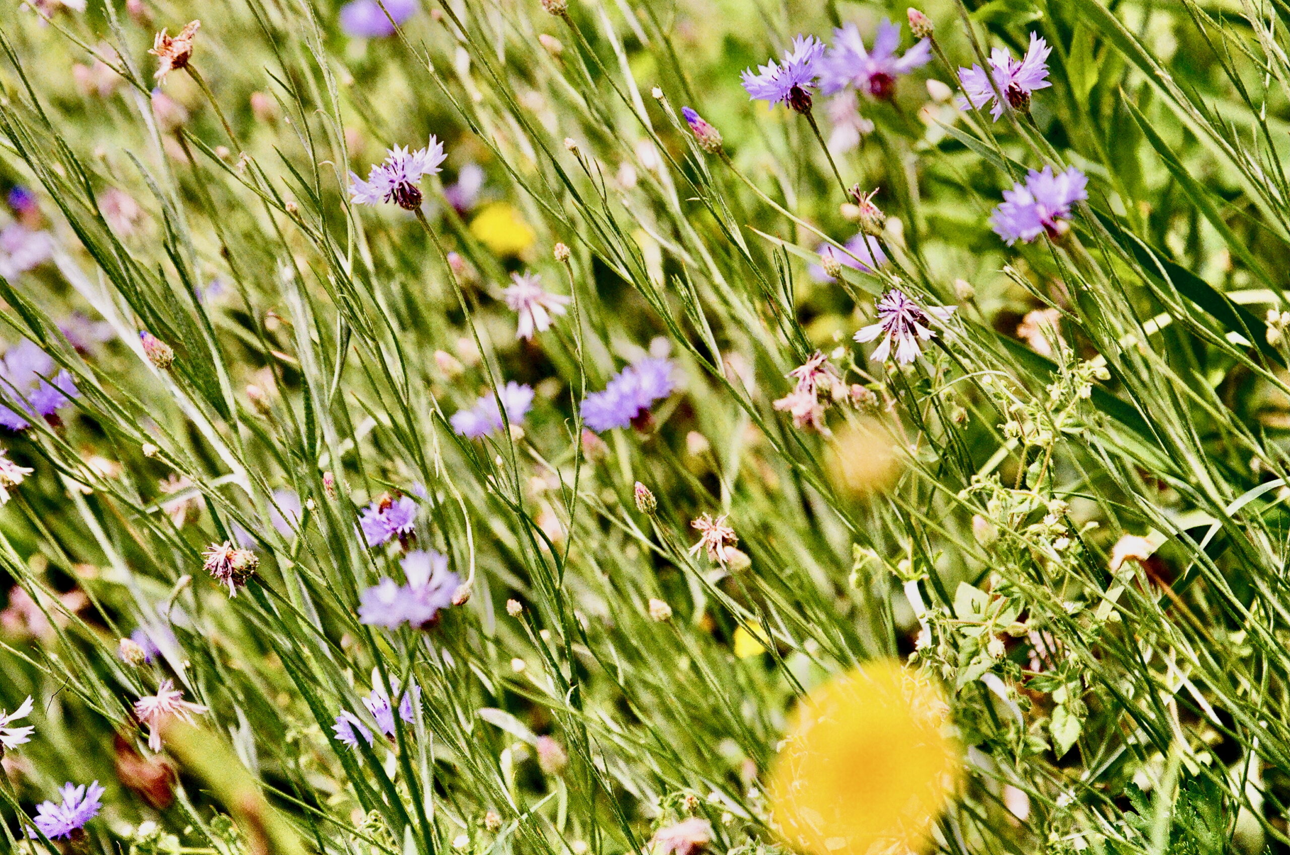 flowers, 2024
