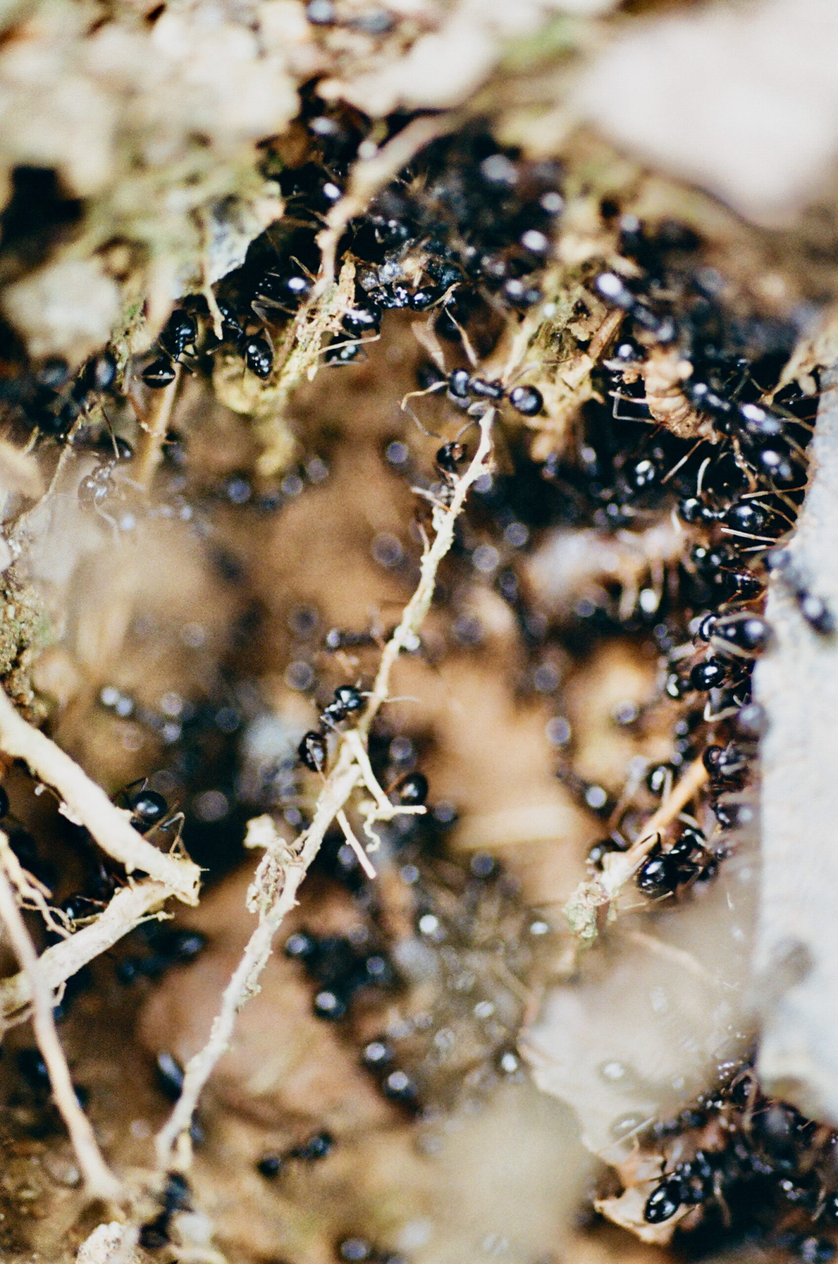 ants, 2024